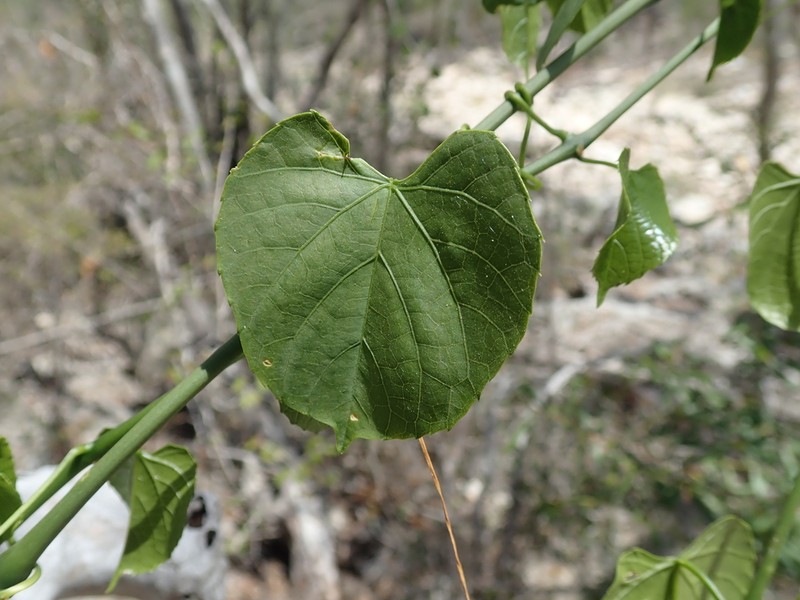 Cissus microdonta photo 7