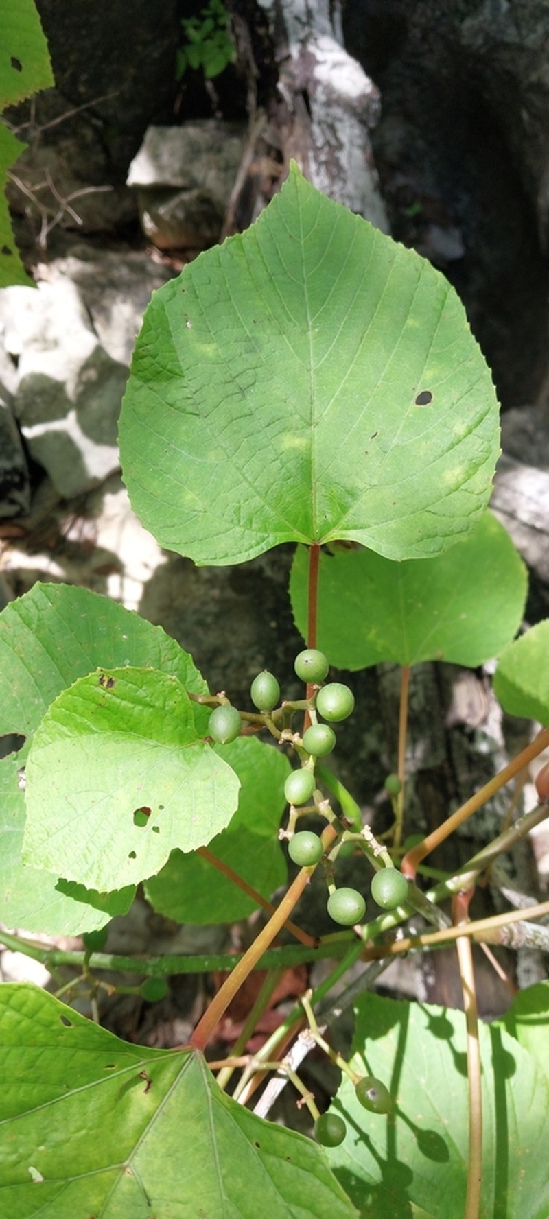 Cissus microdonta photo 8