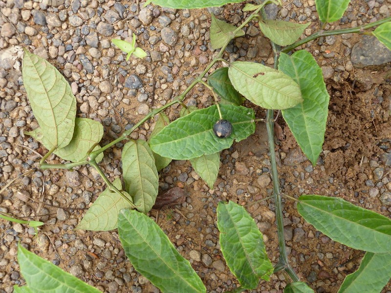 Cissus miegei