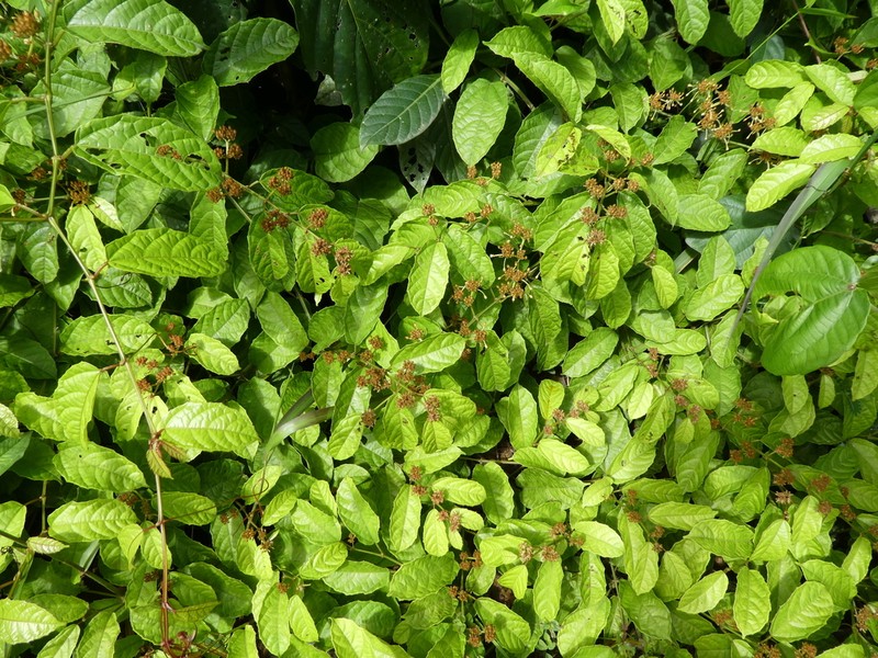 Cissus miegei photo 2
