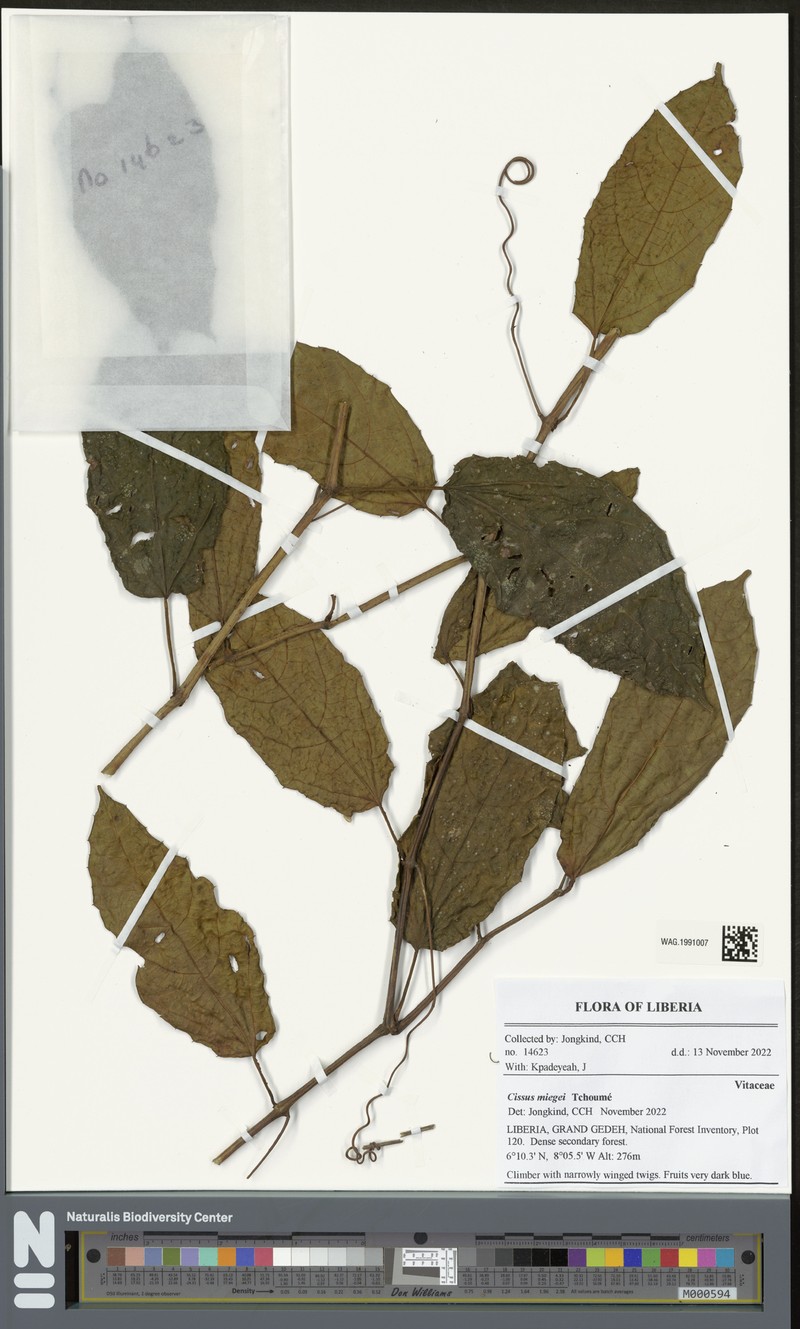 Cissus miegei photo 3