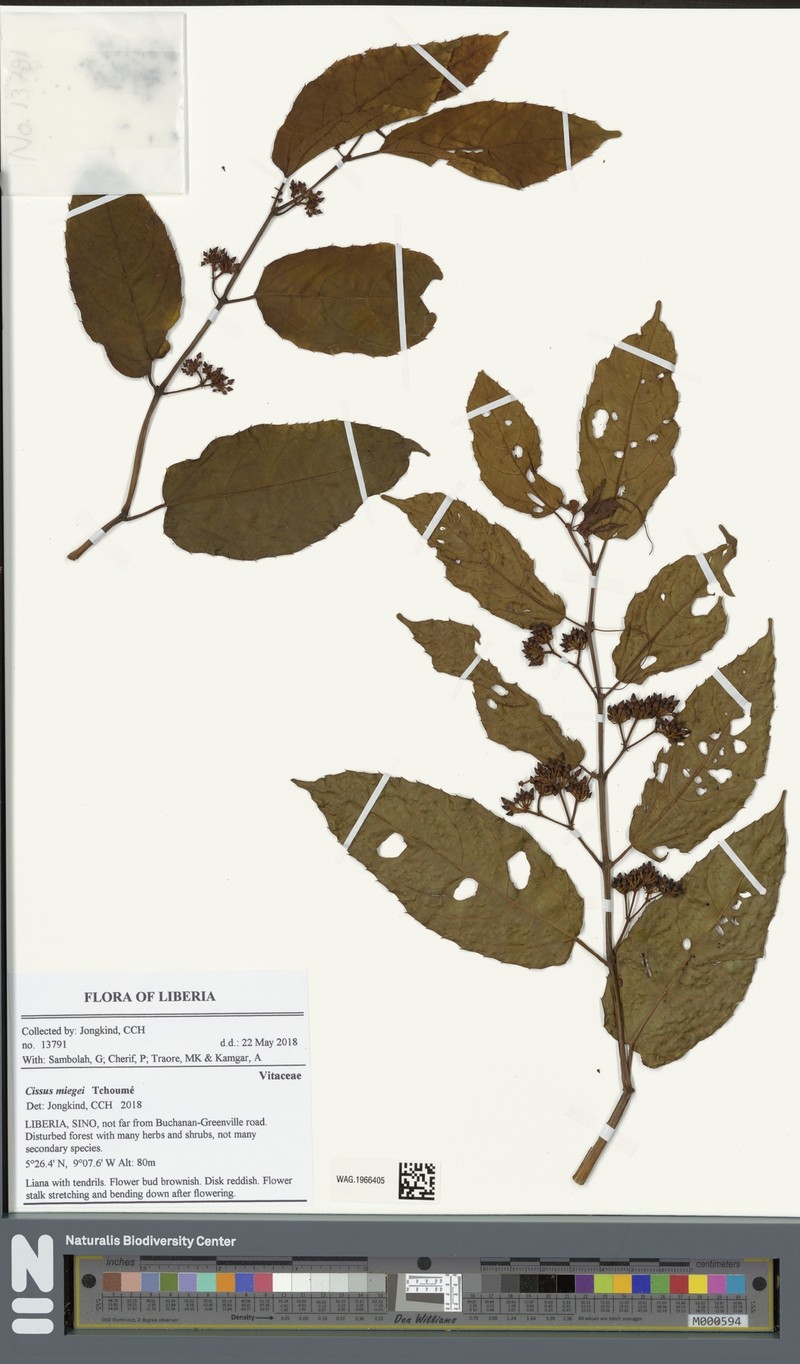 Cissus miegei photo 6