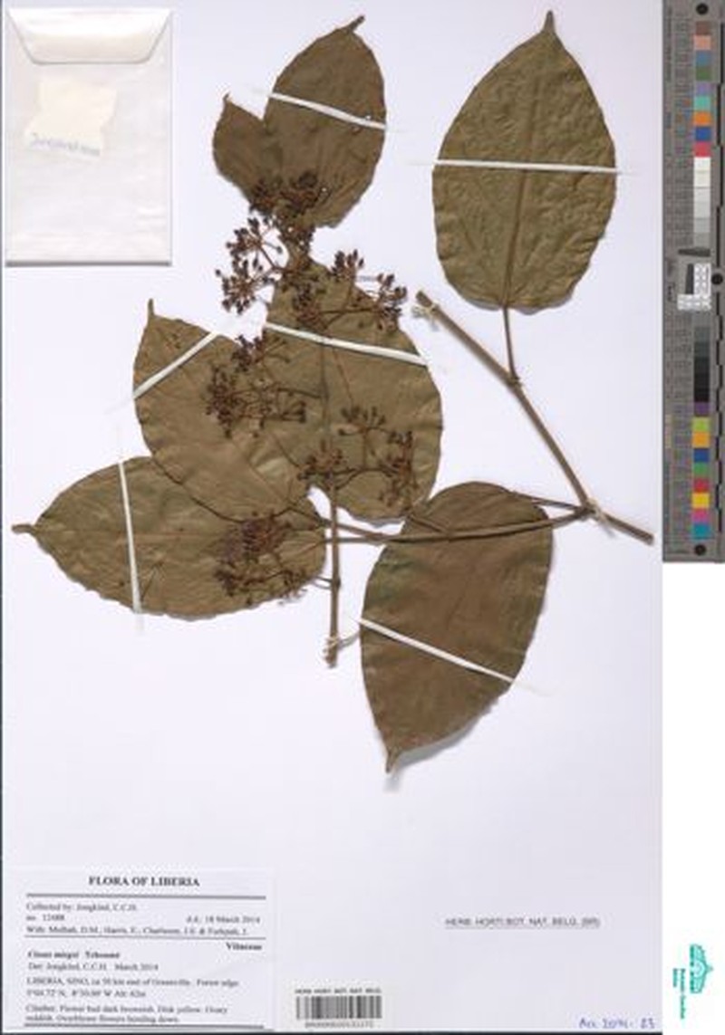 Cissus miegei photo 7