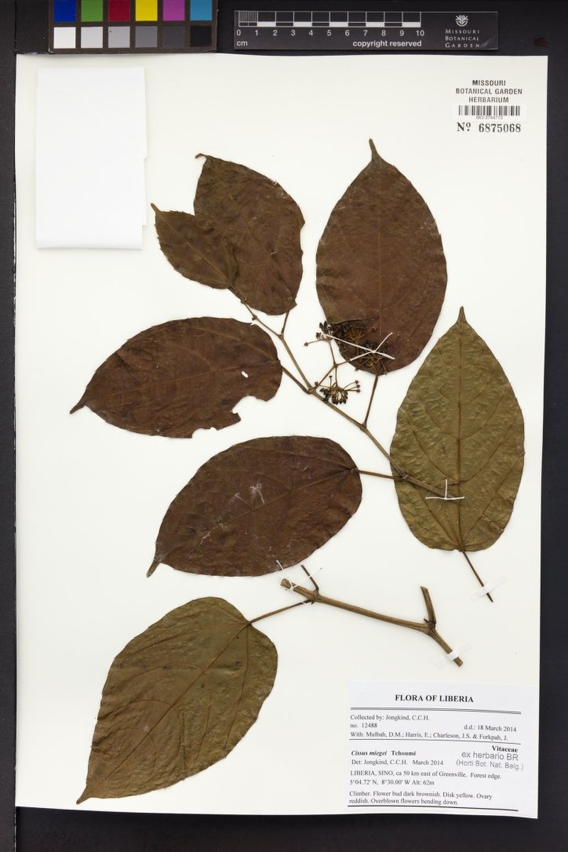 Cissus miegei photo 8