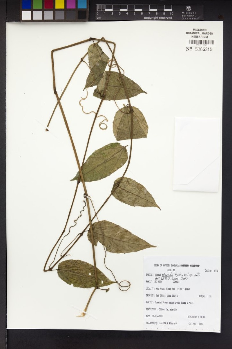 Cissus migeodii