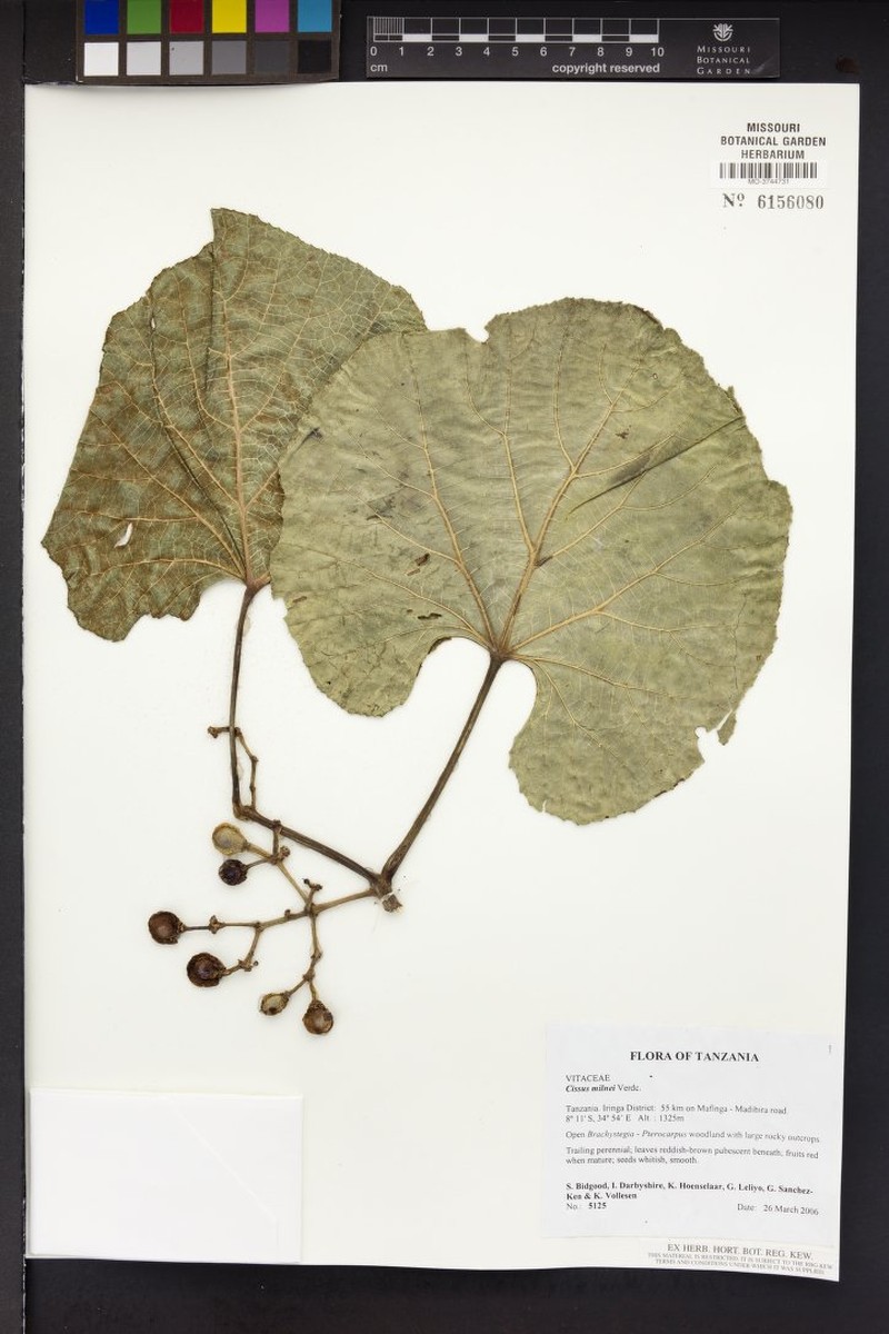 Cissus milnei photo 2