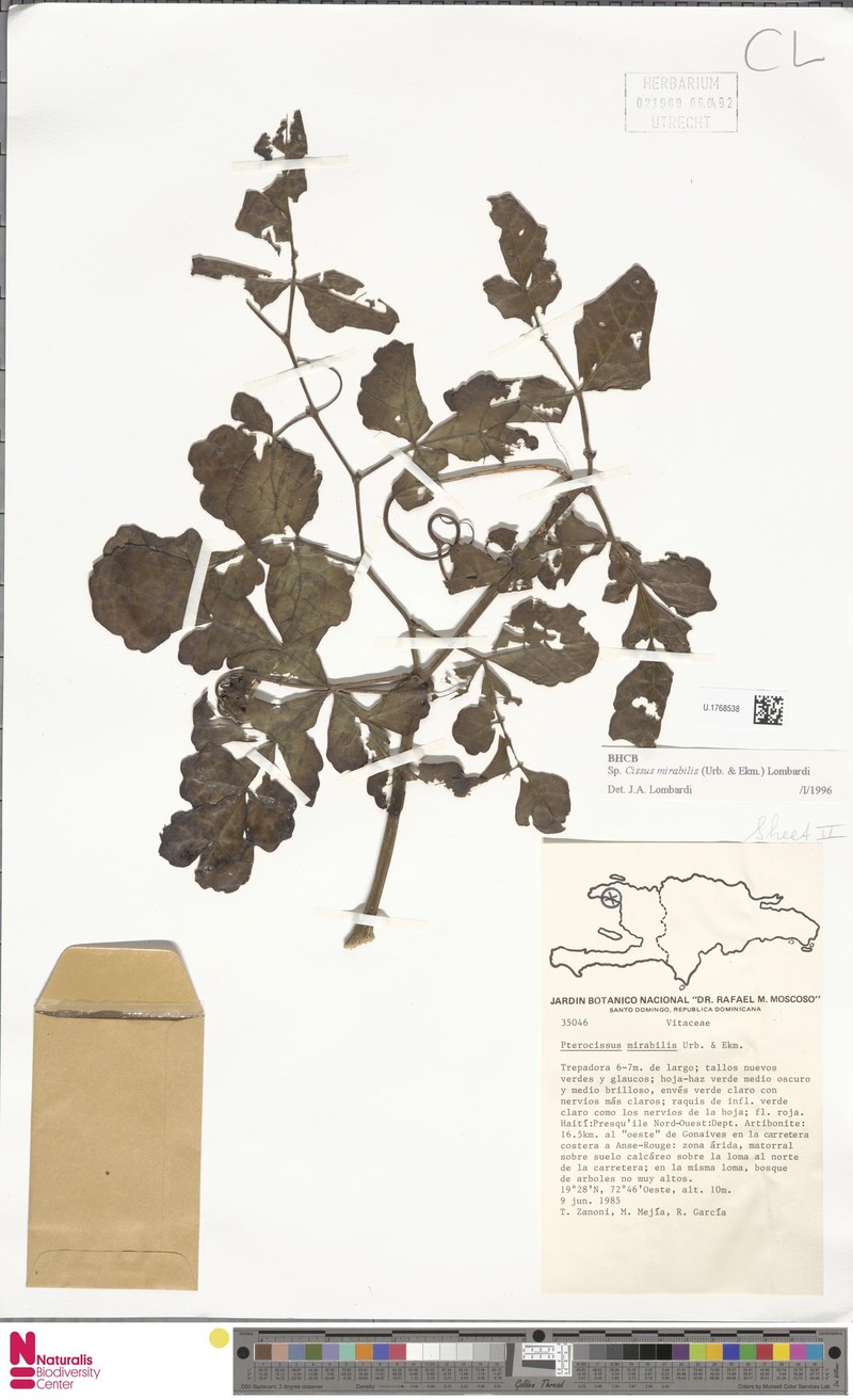 Cissus mirabilis