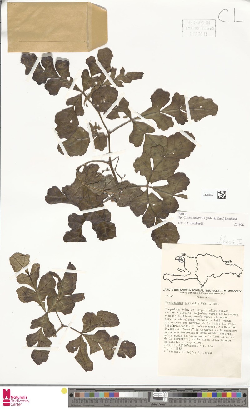 Cissus mirabilis photo 2