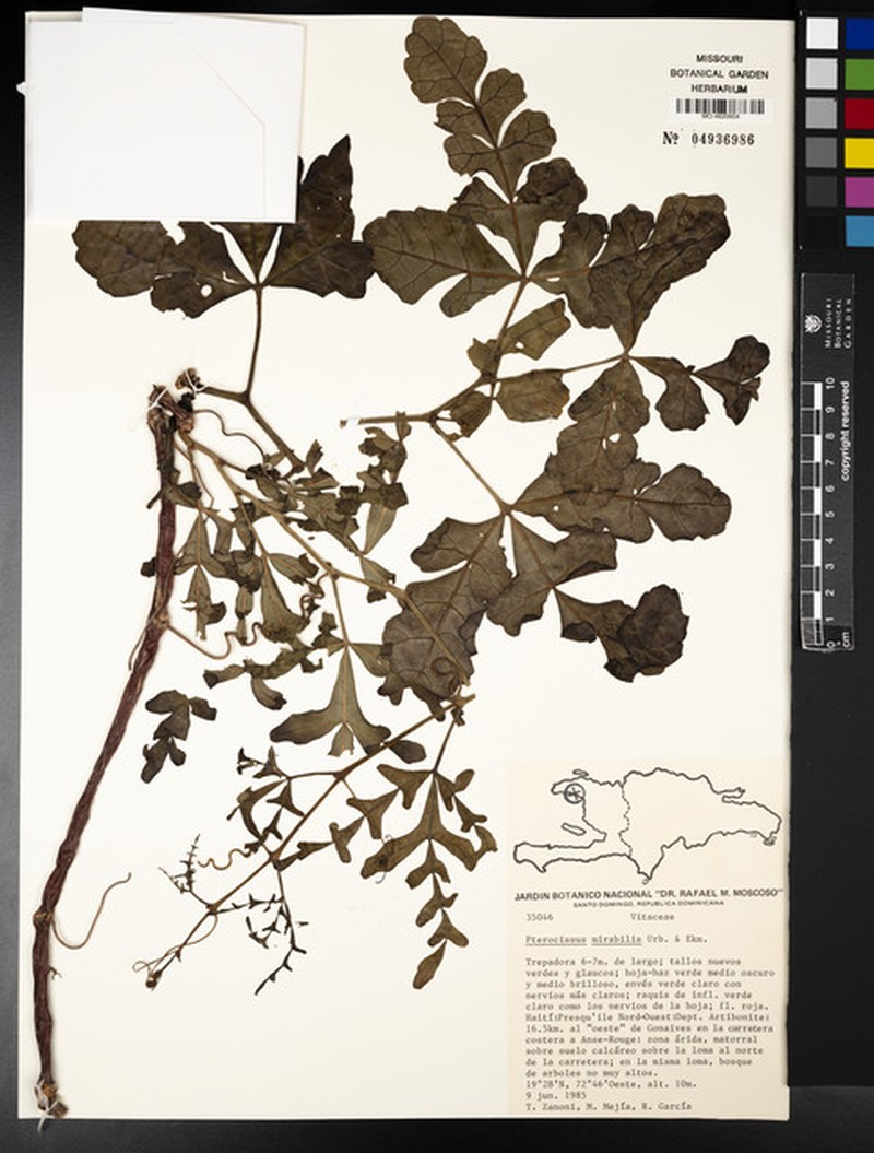 Cissus mirabilis photo 3