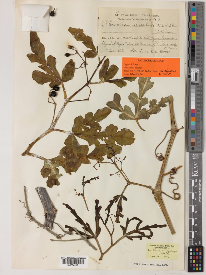 Cissus mirabilis photo 4