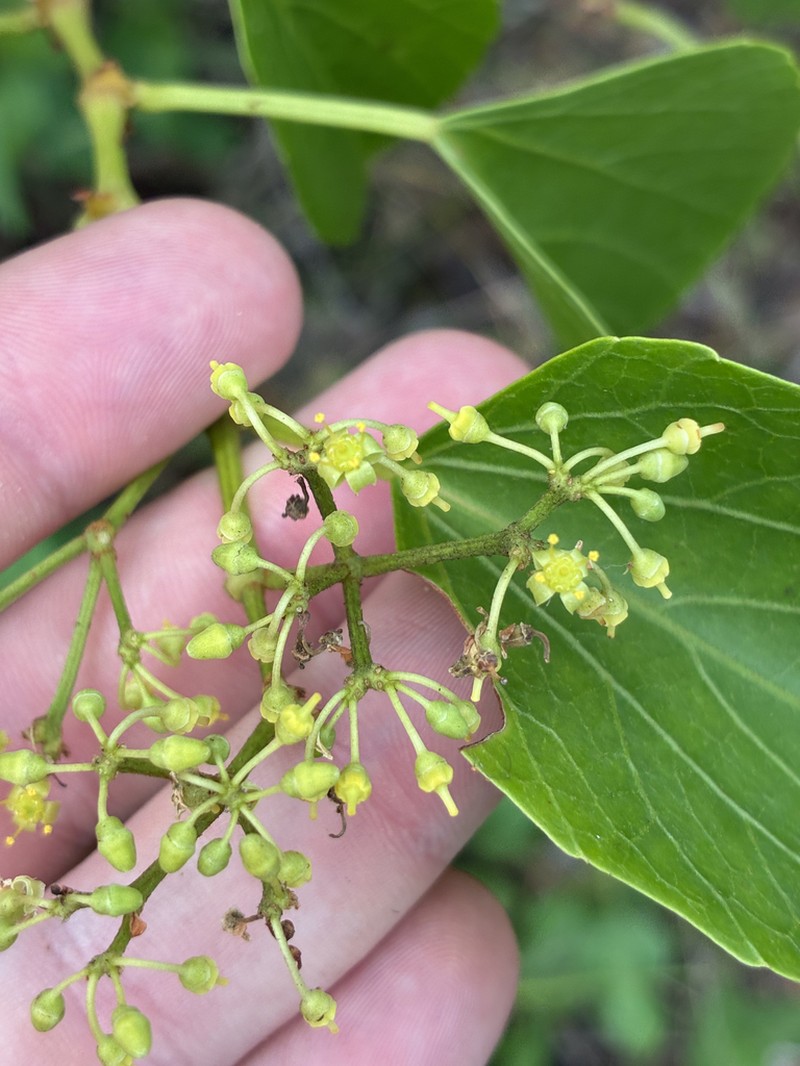 Cissus muelleri photo 2