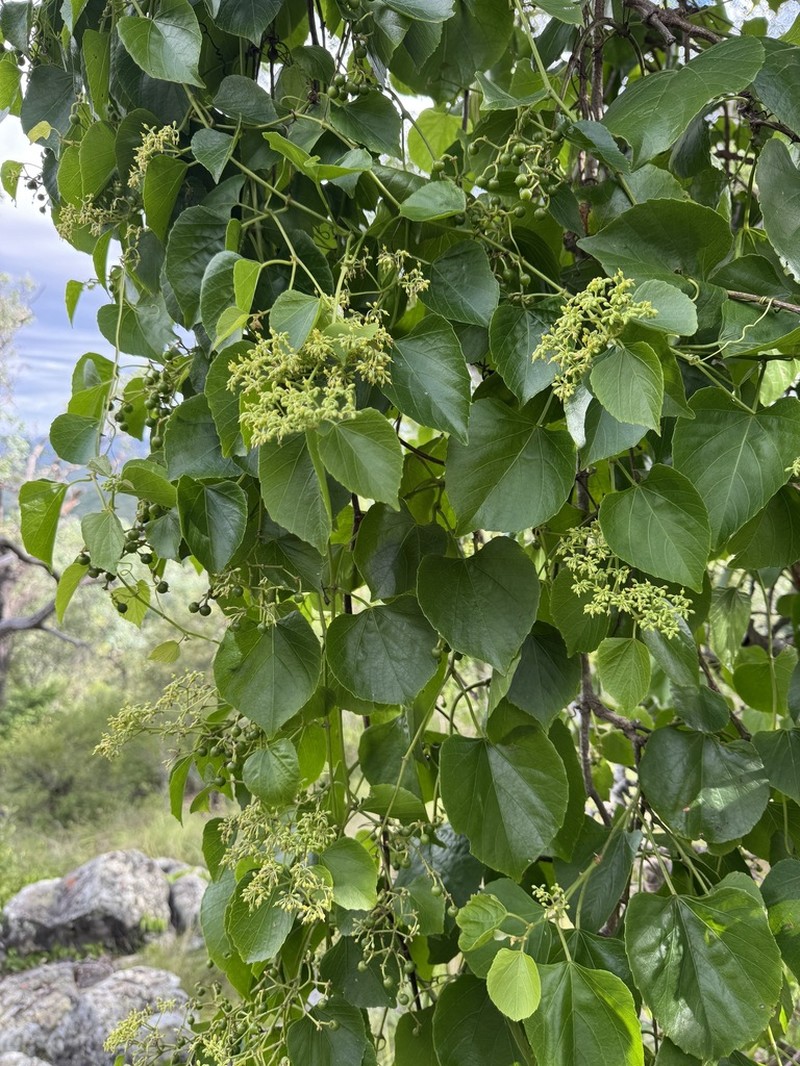 Cissus muelleri photo 3