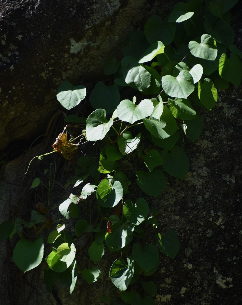 Cissus muelleri photo 5