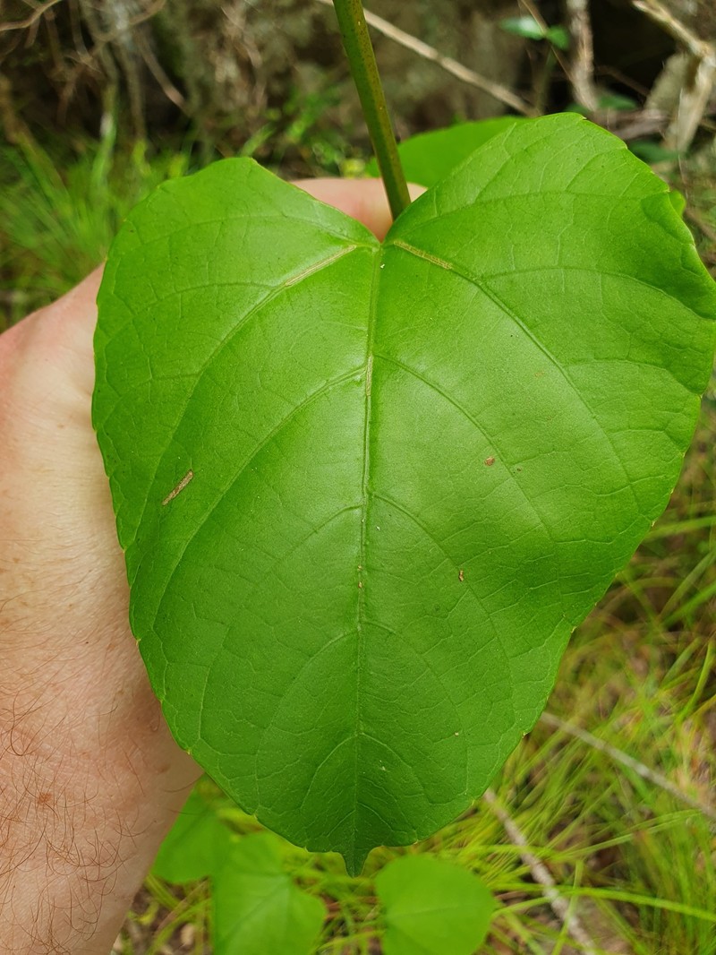Cissus muelleri photo 6