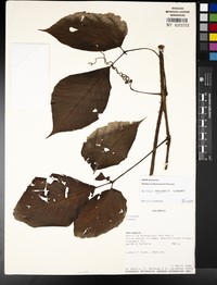 Cissus narinensis