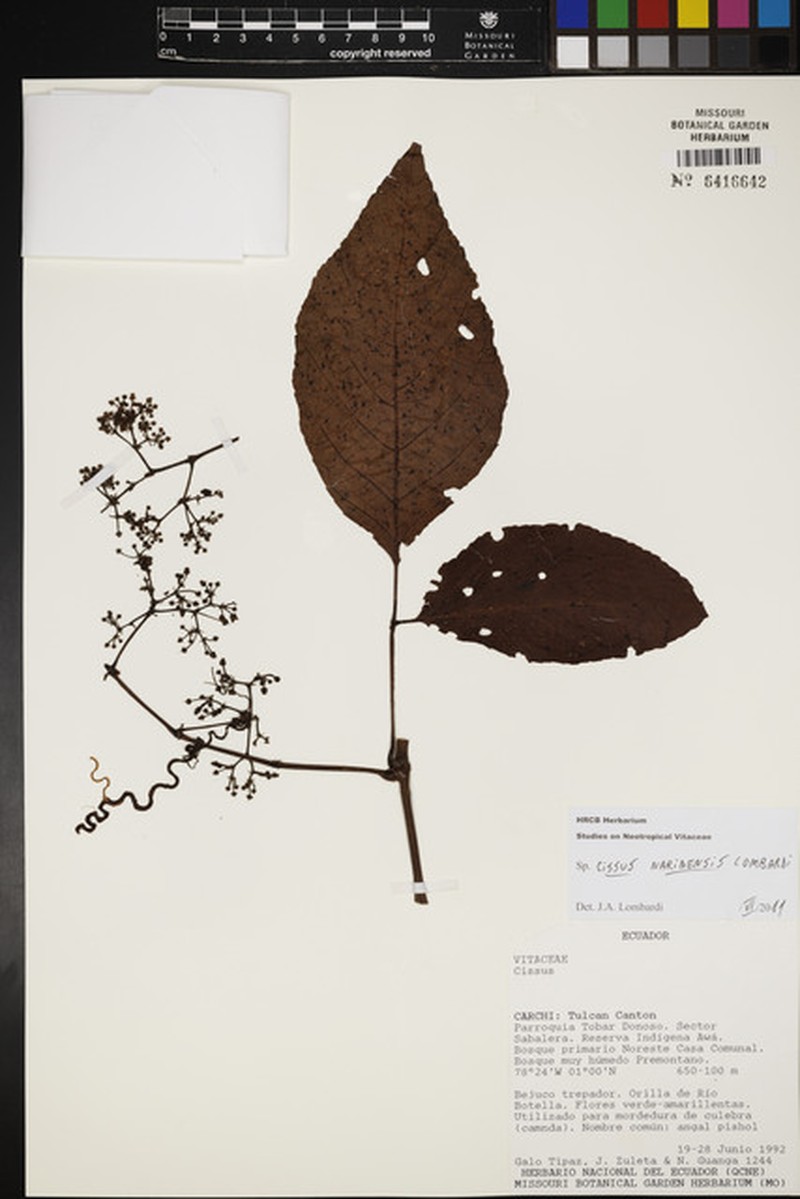 Cissus narinensis photo 2