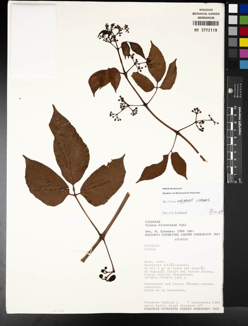 Cissus narinensis photo 3