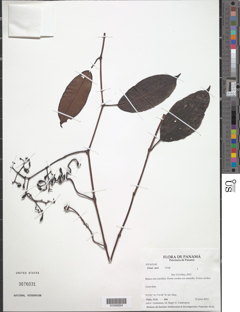 Cissus neei