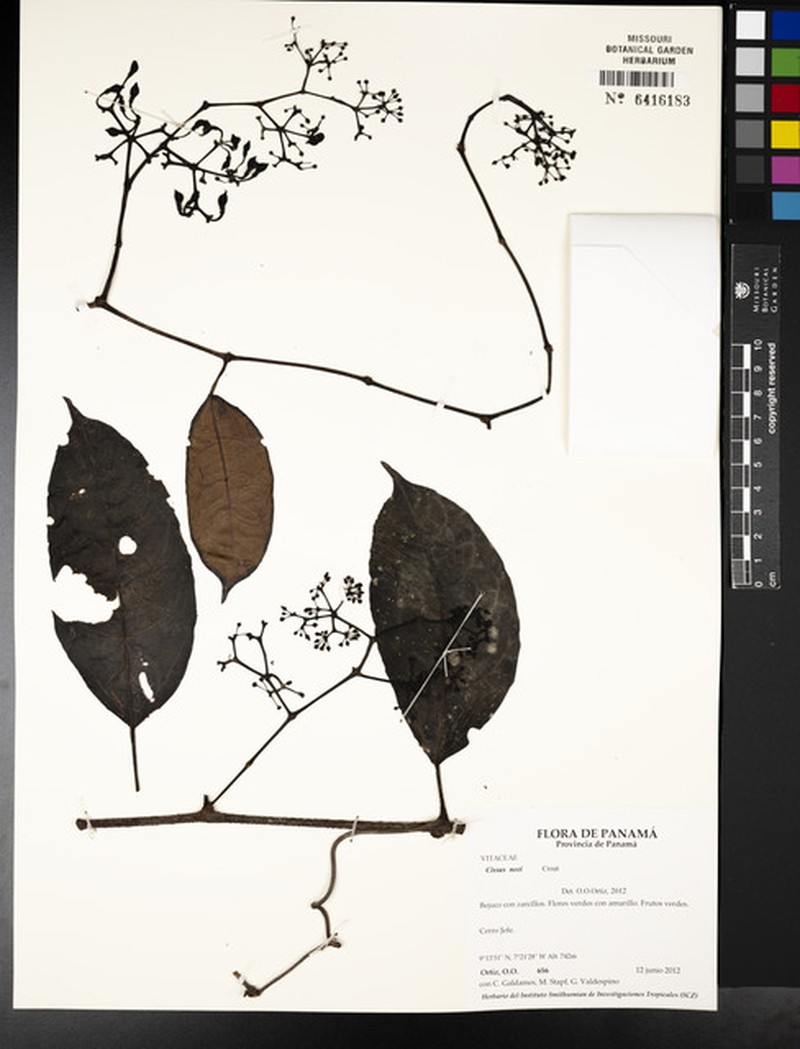 Cissus neei photo 2