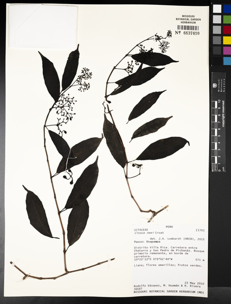 Cissus neei photo 4