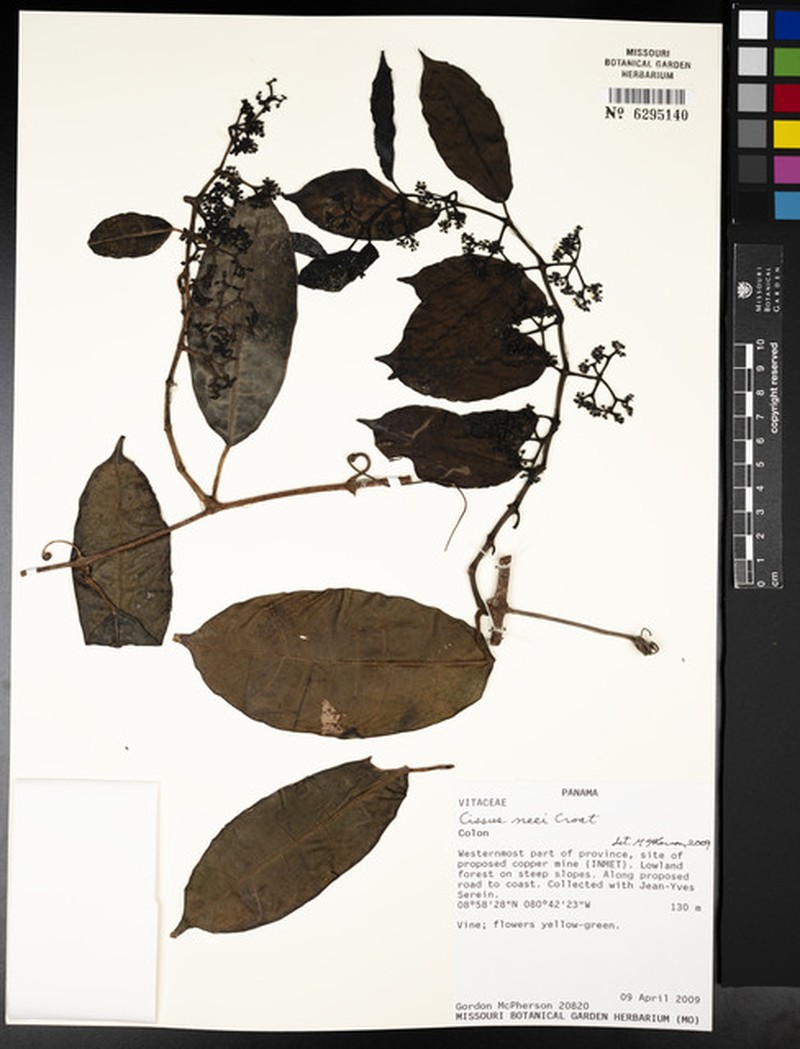 Cissus neei photo 5