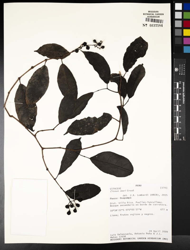 Cissus neei photo 6