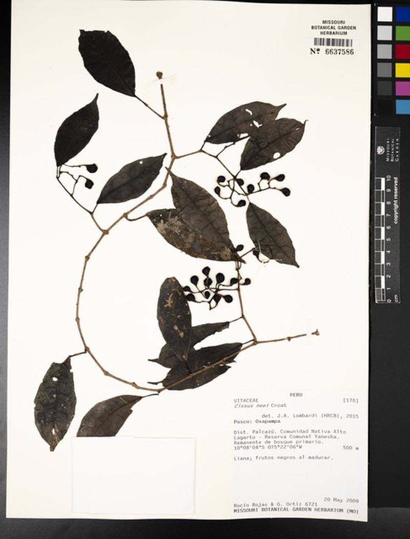 Cissus neei photo 8