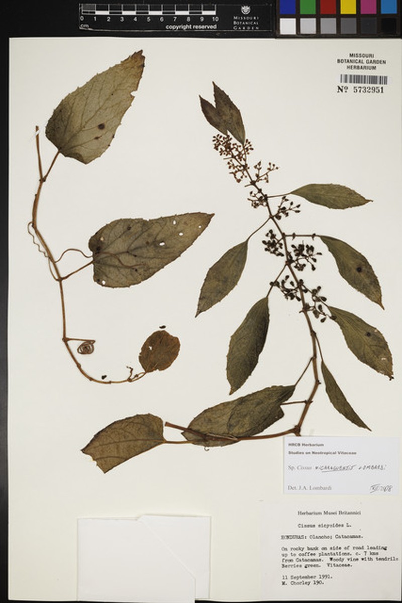 Cissus nicaraguensis