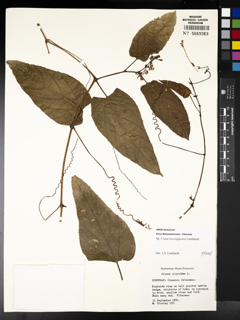 Cissus nicaraguensis photo 2