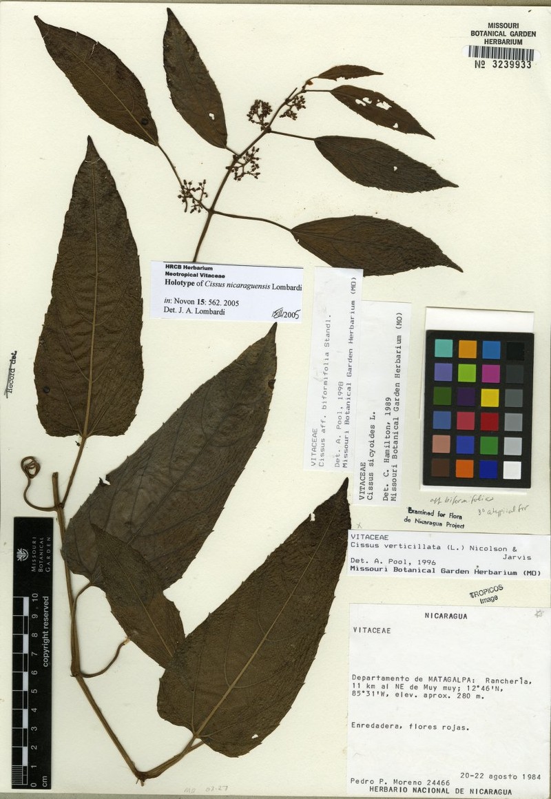 Cissus nicaraguensis photo 3