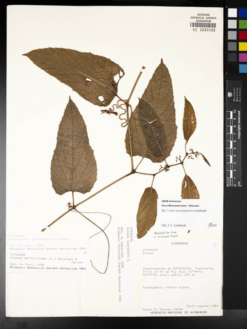 Cissus nicaraguensis photo 4
