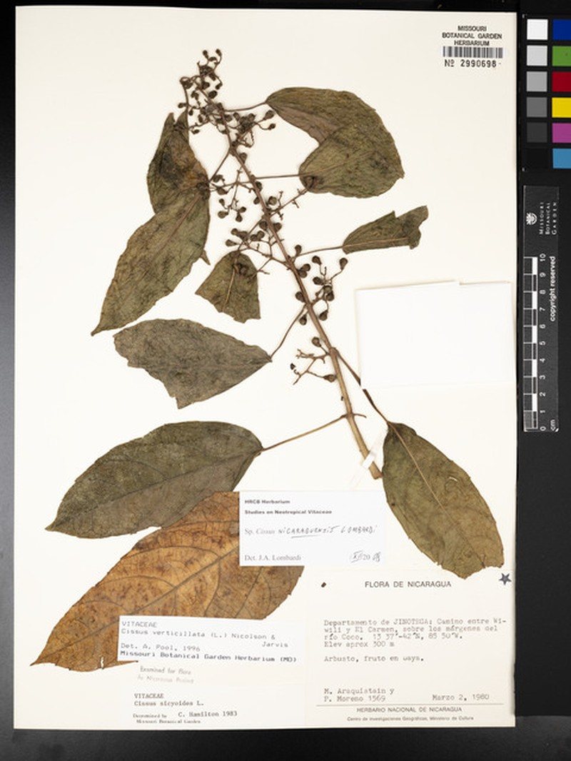 Cissus nicaraguensis photo 5