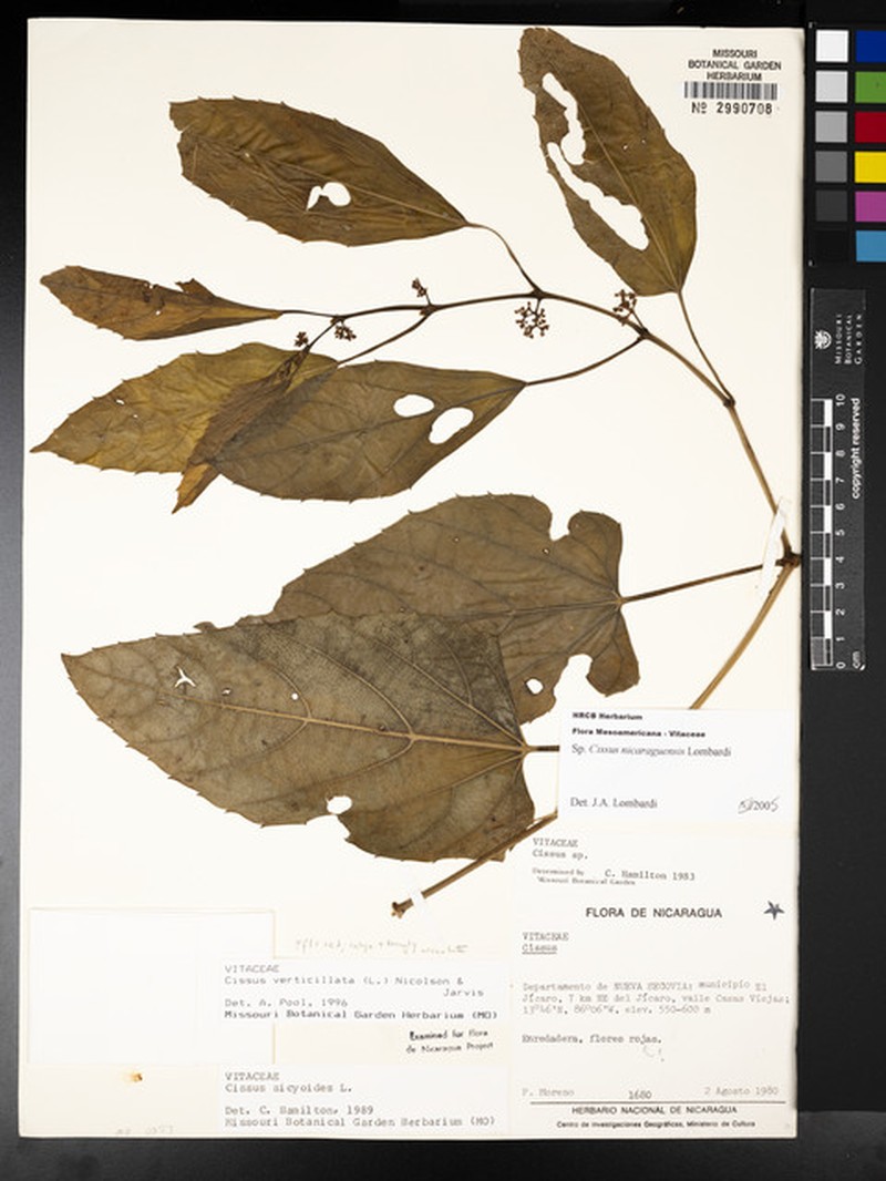 Cissus nicaraguensis photo 6