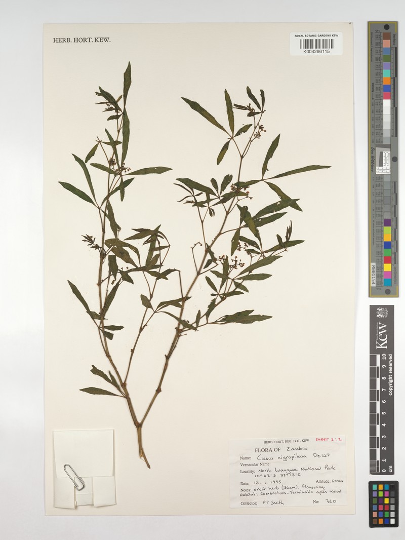 Cissus nigropilosa