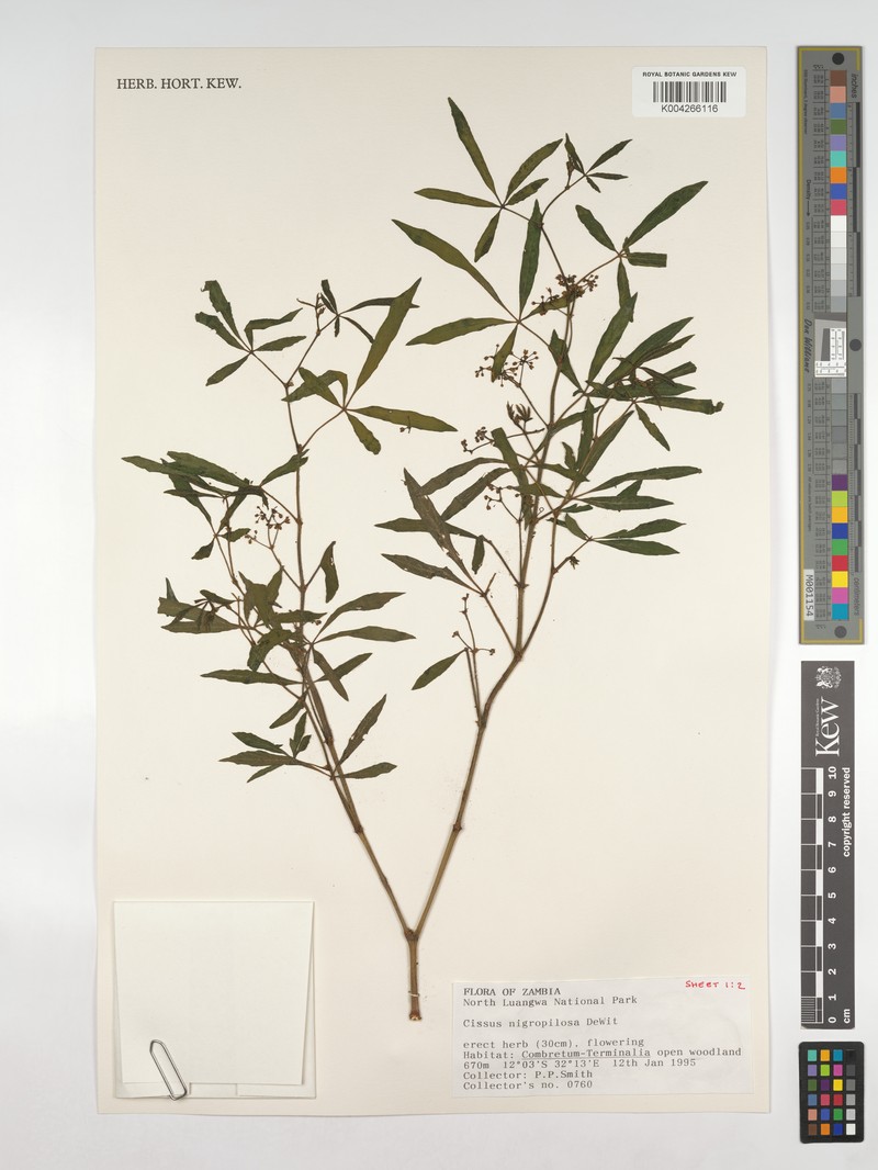 Cissus nigropilosa photo 2