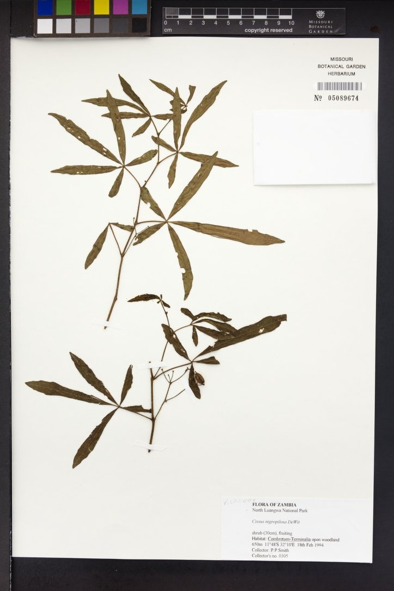 Cissus nigropilosa photo 3