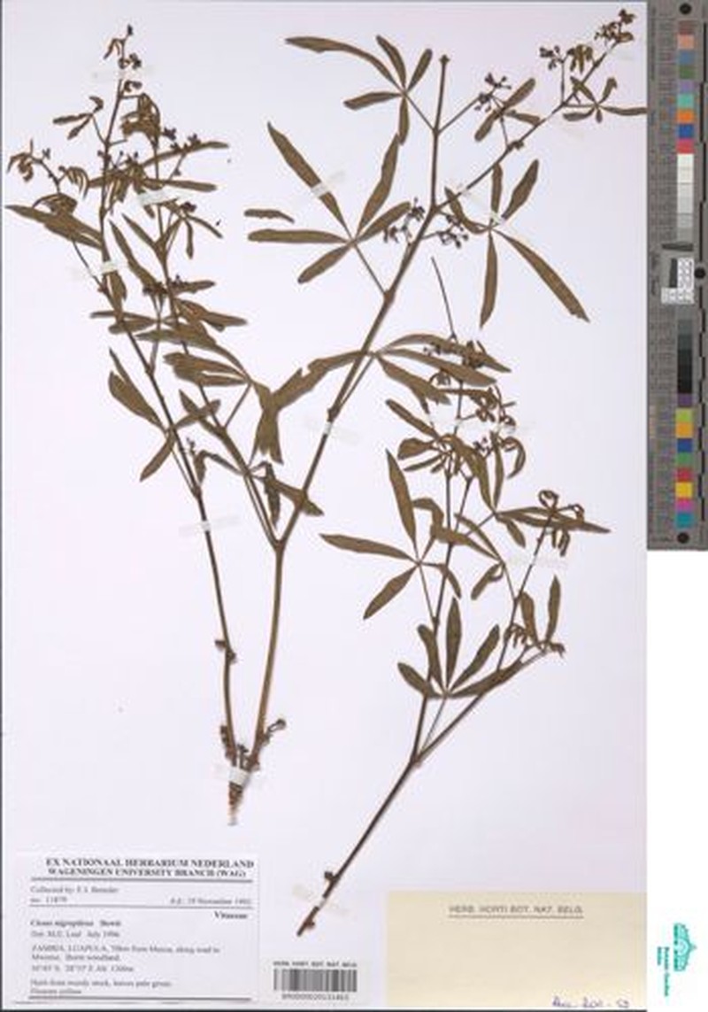 Cissus nigropilosa photo 4