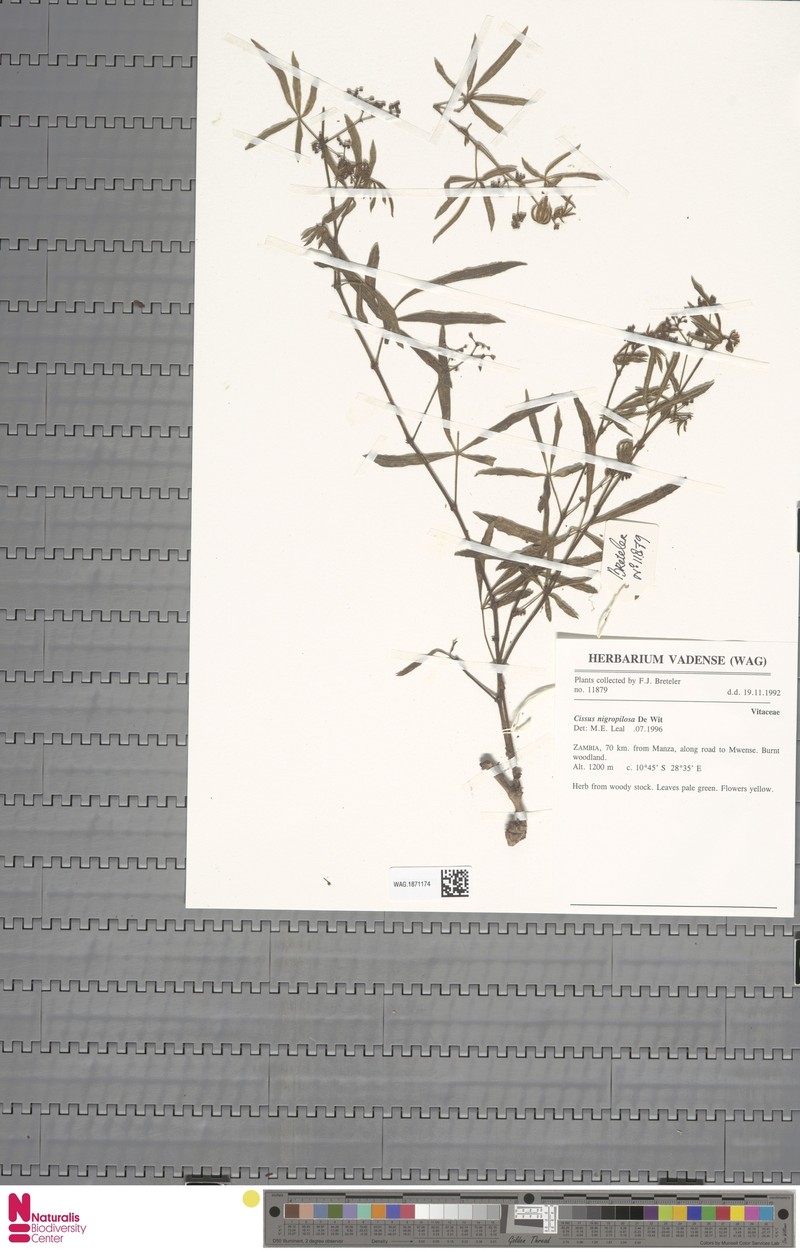 Cissus nigropilosa photo 5