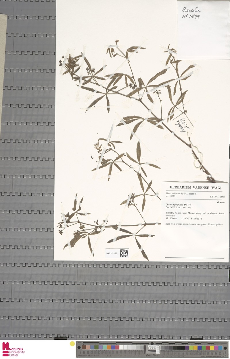 Cissus nigropilosa photo 6