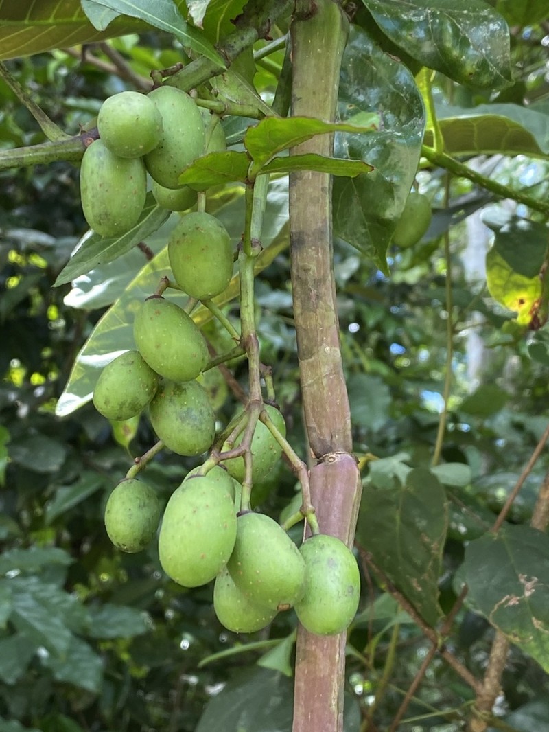 Cissus nobilis