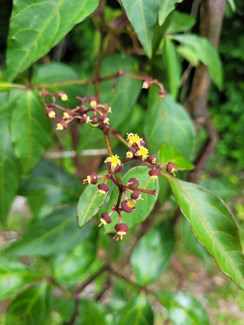Cissus nobilis photo 2