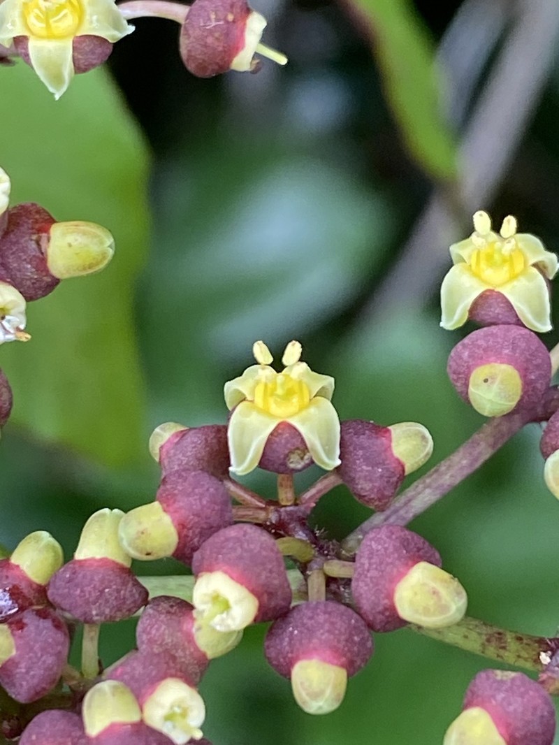 Cissus nobilis photo 3
