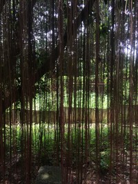 Javanese Treebine