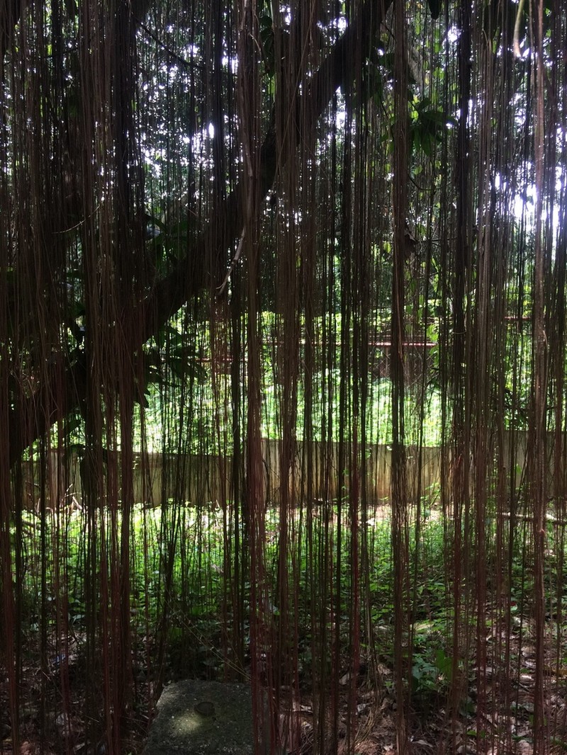 Javanese Treebine