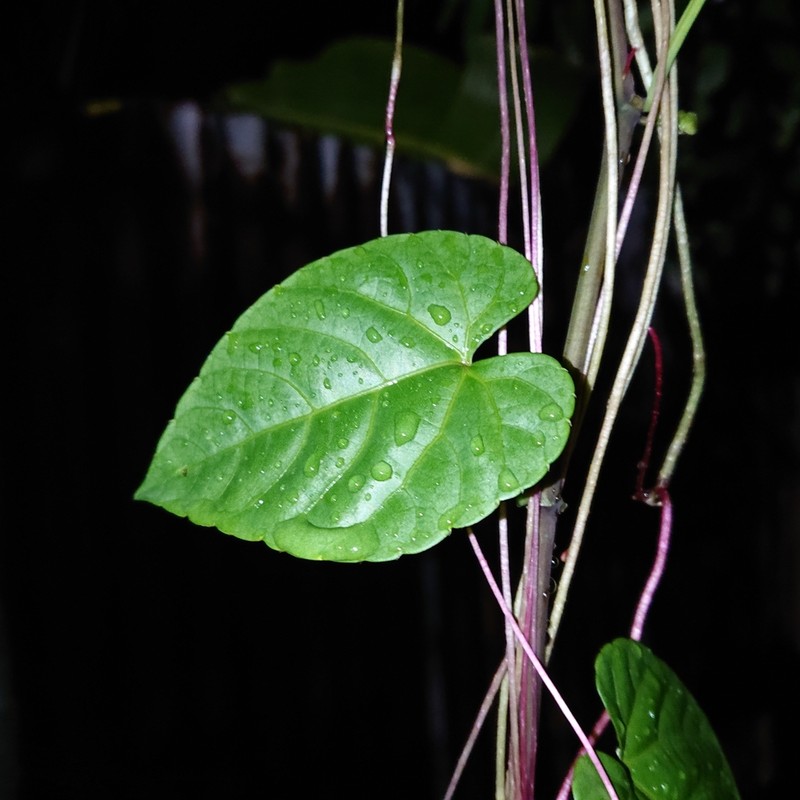 Javanese Treebine photo 2
