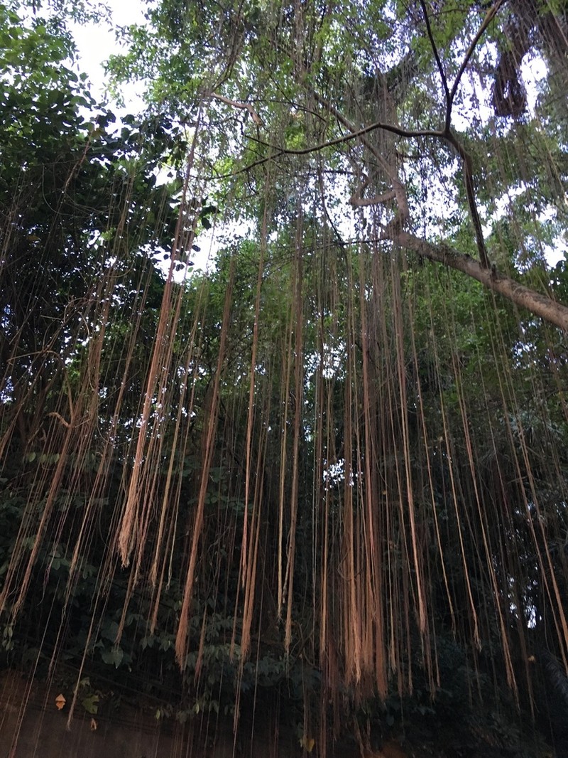 Javanese Treebine photo 3