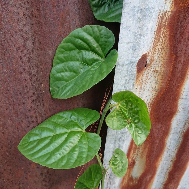 Javanese Treebine photo 5