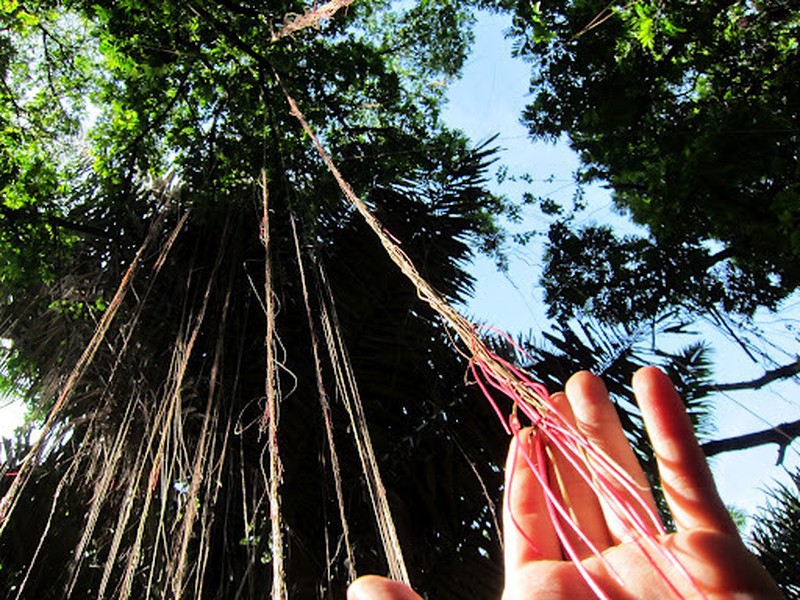 Javanese Treebine photo 6