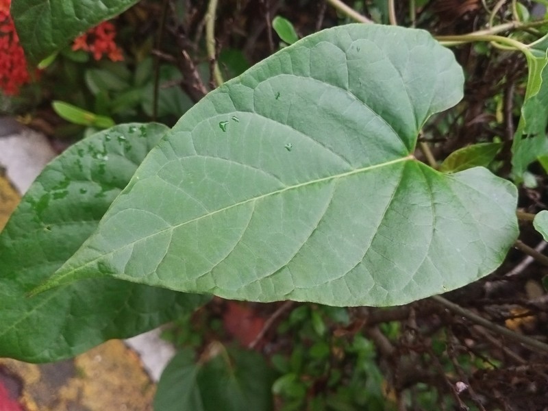 Javanese Treebine photo 7
