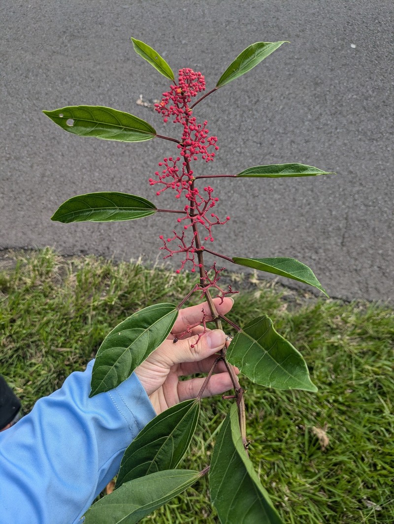 Javanese Treebine photo 8